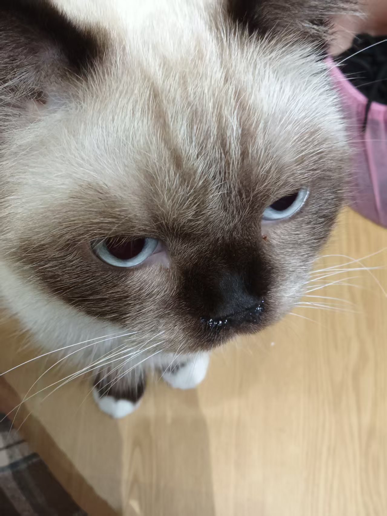 猫猫!!!